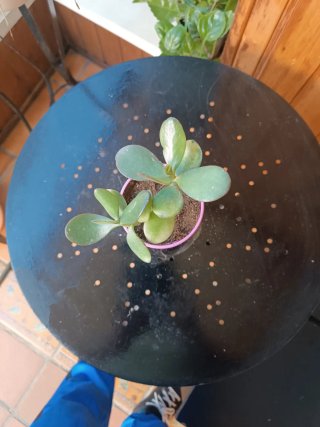 Planta Suculenta Decorativa