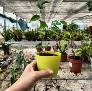 Ficus Benjamin Mini 30cm