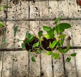 Ficus Benjamin Mini 30cm