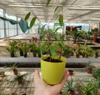 Ficus Benjamin Mini 30cm