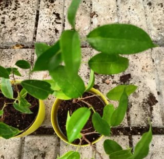 Ficus Benjamin Mini 30cm