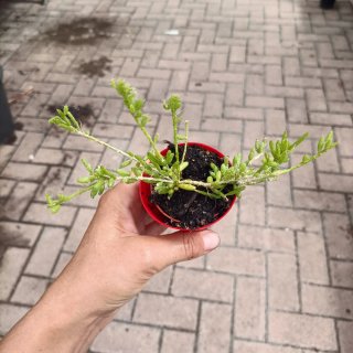Rhipsalis Pilocarpa Mini Pianta