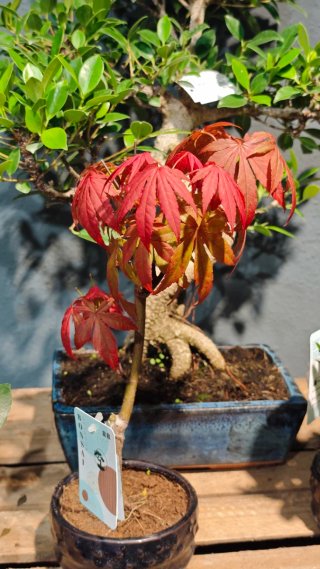 Bonsái Acer Palmatum Deshojo Hoja Roja