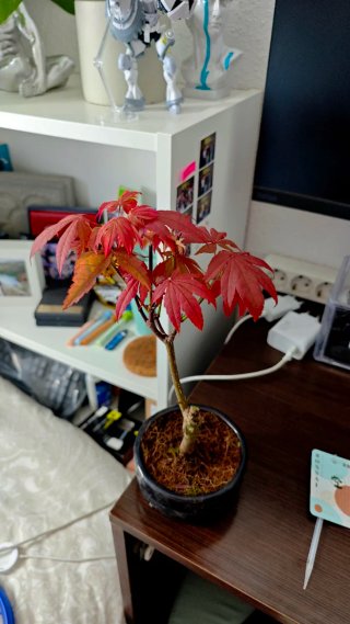 Bonsái Acer Palmatum Deshojo Hoja Roja
