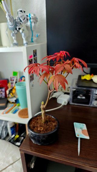 Bonsái Acer Palmatum Deshojo Hoja Roja