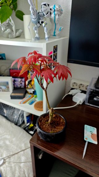 Bonsái Acer Palmatum Deshojo Hoja Roja