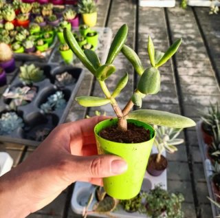 Crassula Ovata Hobbit Albero di Giada