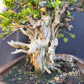 Bonsái Tejo 30 cm altura
