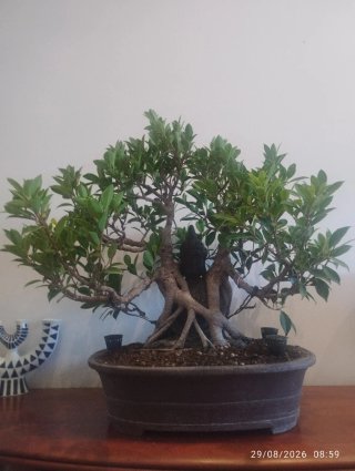 Bonsái Ficus Retusa con Buda