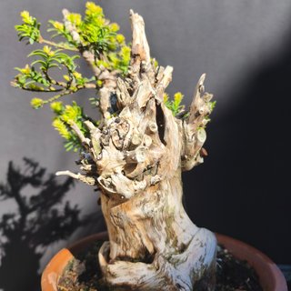 Bonsai Tejo 30 cm