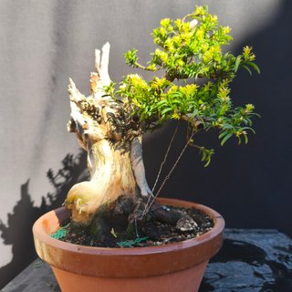 Bonsai Tejo 30 cm
