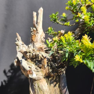 Bonsai Tejo 30 cm