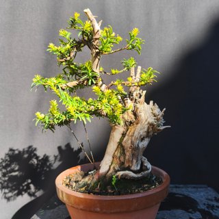 Bonsai Tejo 30 cm