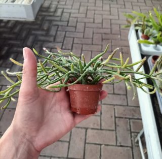 Rhipsalis Pilocarpa Cactus Ricadente