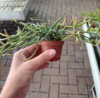 Rhipsalis Pilocarpa Cactus Ricadente