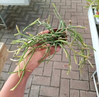 Rhipsalis Pilocarpa Cactus Ricadente