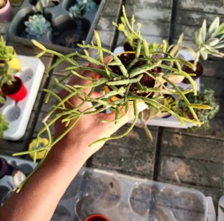 Rhipsalis Pilocarpa Cactus Ricadente