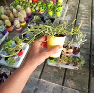 Rhipsalis Pilocarpa Cactus Ricadente