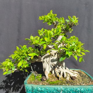 Bonsai Ficus Retusa Estilo Informal Vertical