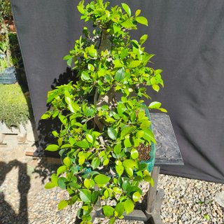 Bonsai Ficus Retusa Estilo Informal Vertical