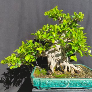 Bonsai Ficus Retusa Estilo Informal Vertical