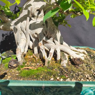 Bonsai Ficus Retusa Estilo Informal Vertical