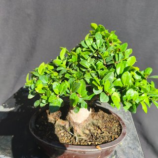 Bonsái Ficus Green Emerald 25 cm