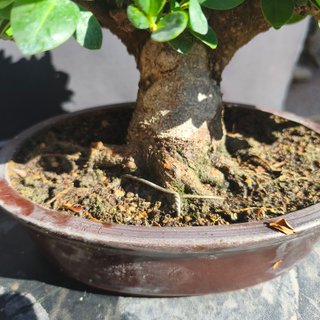 Bonsái Ficus Green Emerald 25 cm