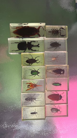 Colección Insectos y Arácnidos Reales