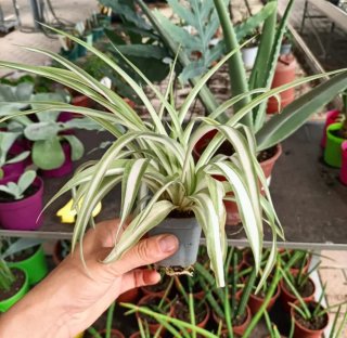 Chlorophytum Comosum Variegatum Pianta Ragno