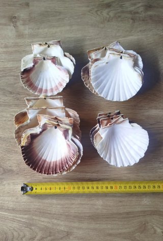 Conchiglie marine decorative in lotto