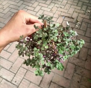 Callisia Repens Rosato