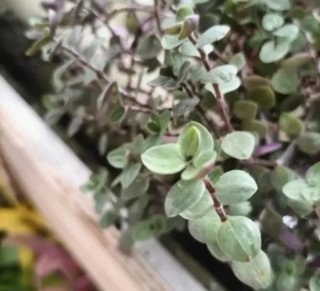 Callisia Repens Rosato