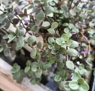Callisia Repens Rosato