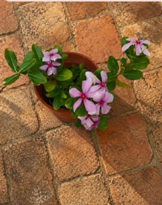 Planta Vicaria Rosa