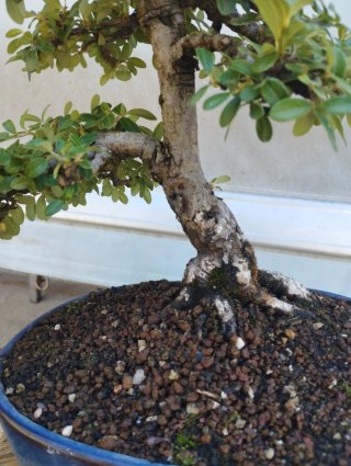 Bonsái Cotoneaster Dammeri