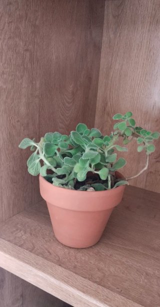 Planta Aromática Mentolada Plectranthus Vic