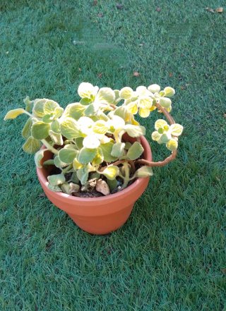 Planta Aromática Mentolada Plectranthus Vic