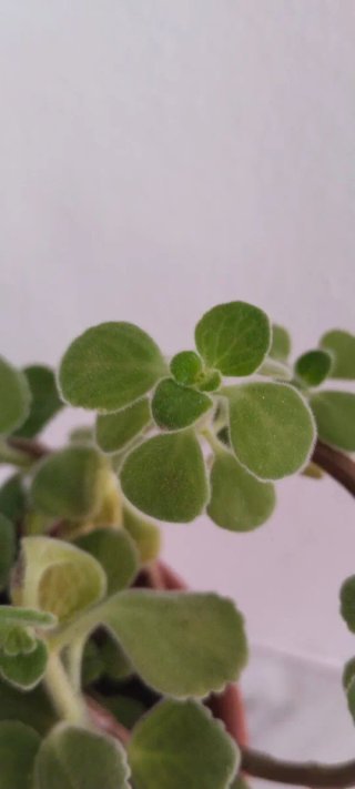 Planta Aromática Mentolada Plectranthus Vic