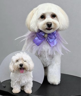 SERVICIO PELUQUERIA CANINA Y CAMBIO DE IMAGEN