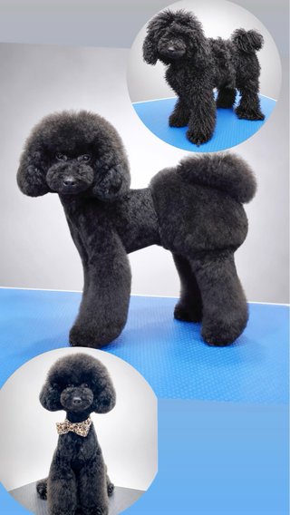 SERVICIO PELUQUERIA CANINA Y CAMBIO DE IMAGEN