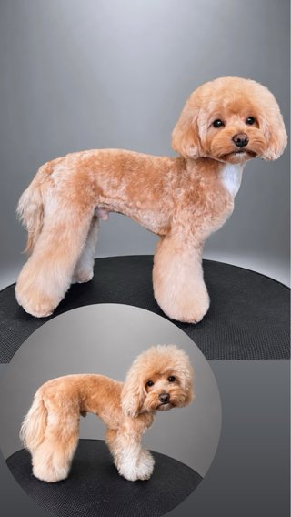 SERVICIO PELUQUERIA CANINA Y CAMBIO DE IMAGEN