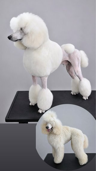 SERVICIO PELUQUERIA CANINA Y CAMBIO DE IMAGEN