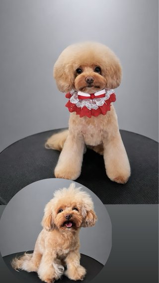 SERVICIO PELUQUERIA CANINA Y CAMBIO DE IMAGEN