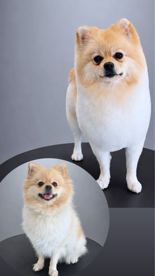 SERVICIO PELUQUERIA CANINA Y CAMBIO DE IMAGEN