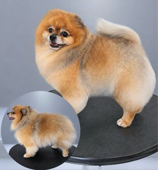 SERVICIO PELUQUERIA CANINA Y CAMBIO DE IMAGEN