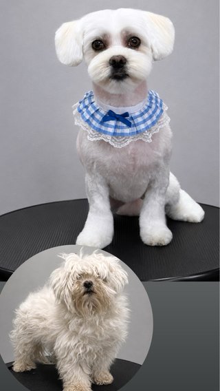 SERVICIO PELUQUERIA CANINA Y CAMBIO DE IMAGEN