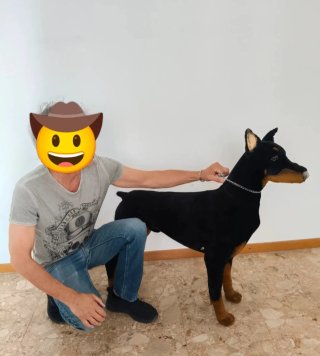 Peluche Dobermann Grandezza Naturale