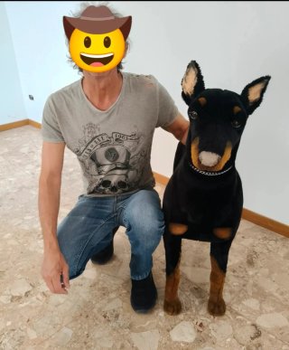 Peluche Dobermann Grandezza Naturale