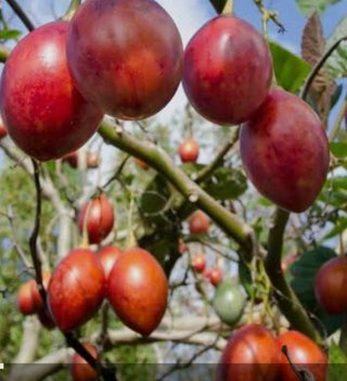 Planta Tomate Tamarillo